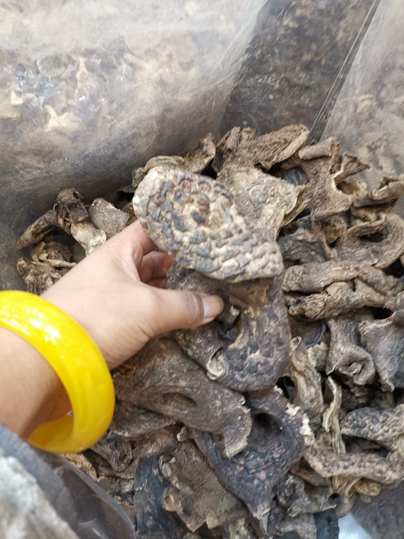 虎掌菌自家考的产地直供精选的4到9以上有800公斤