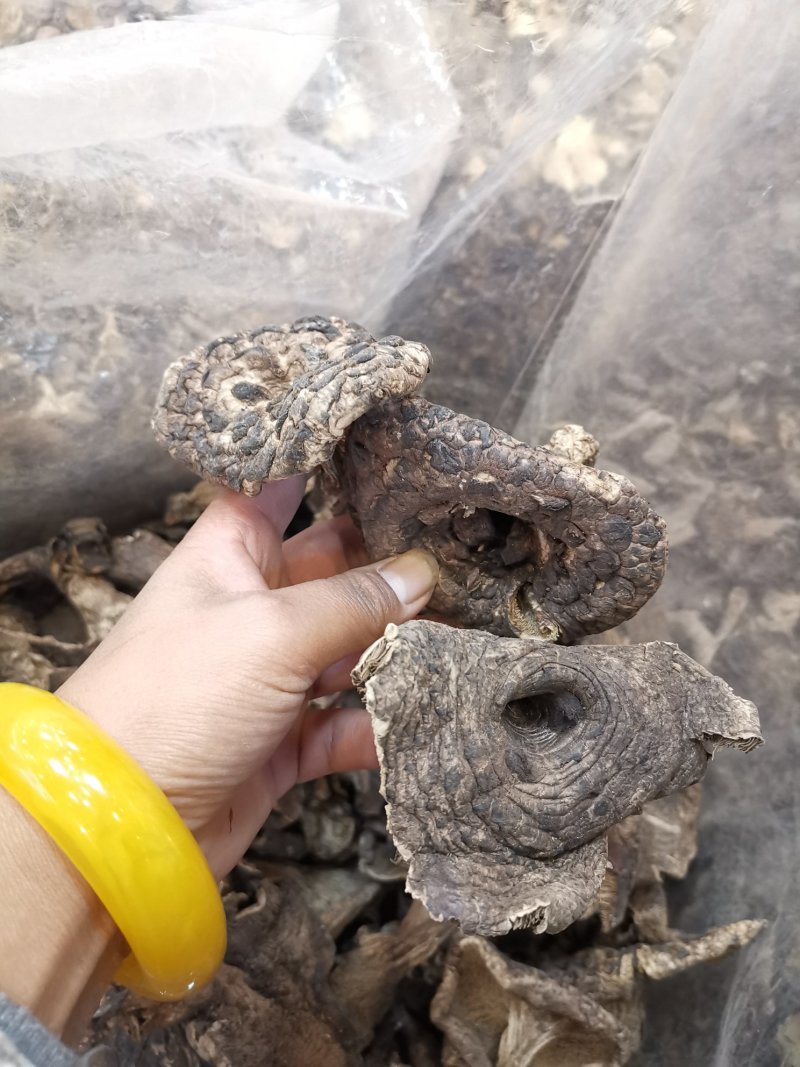 虎掌菌自家考的产地直供精选的4到9以上有800公斤