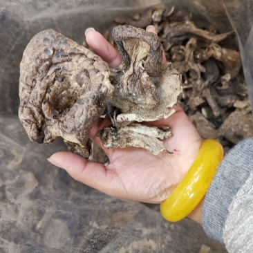 虎掌菌自家考的产地直供精选的4到9以上有800公斤