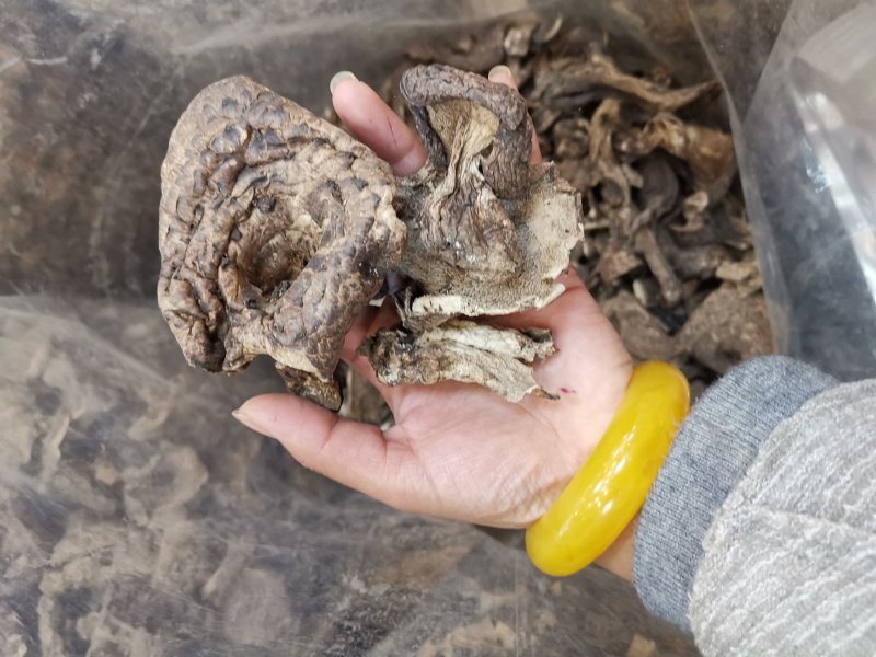 虎掌菌自家考的产地直供精选的4到9以上有800公斤