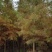 绿化苗池杉，落羽杉中山杉（基地直供各种规格都有）