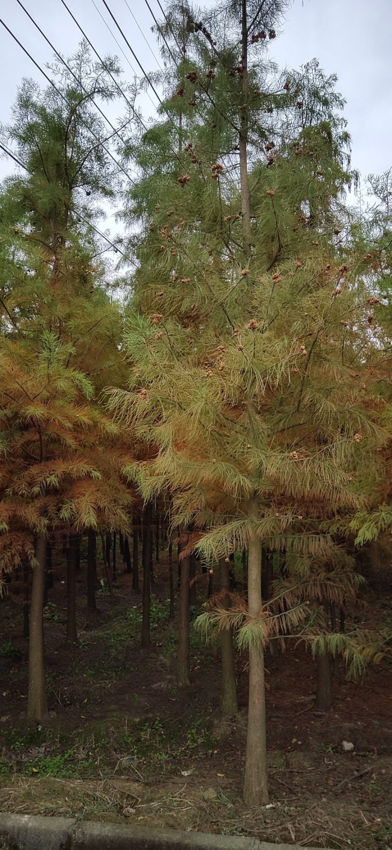 绿化苗池杉，落羽杉中山杉（基地直供各种规格都有）