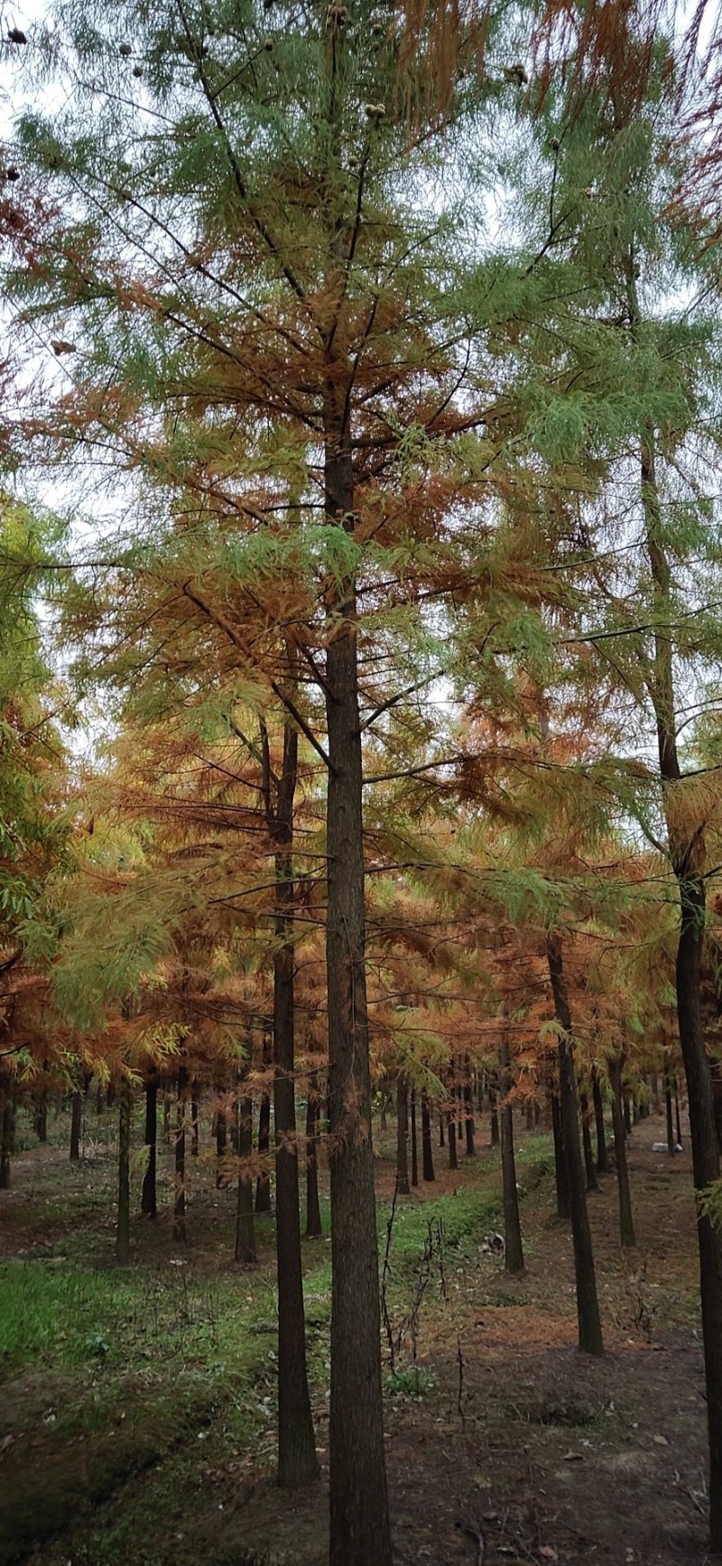 绿化苗池杉，落羽杉中山杉（基地直供各种规格都有）