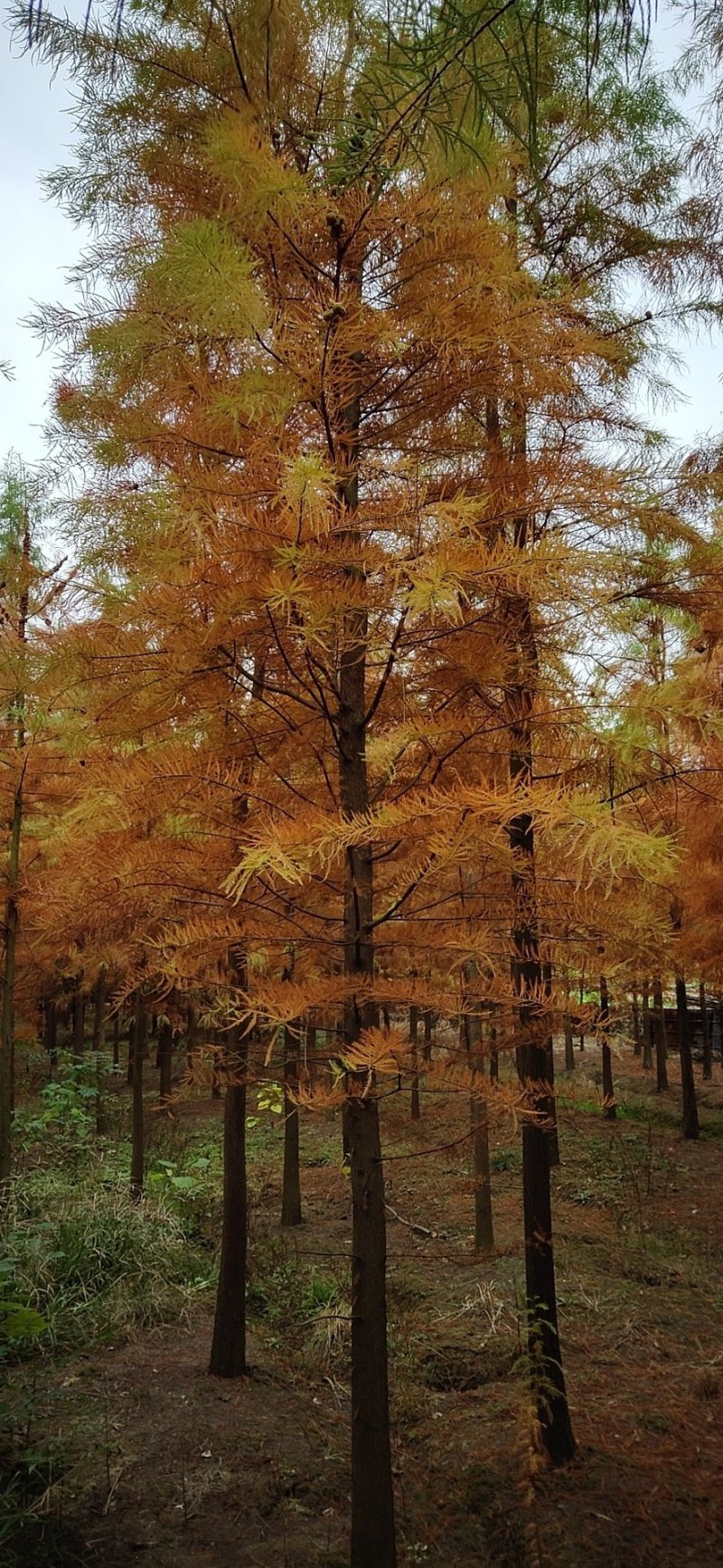绿化苗池杉，落羽杉中山杉（基地直供各种规格都有）