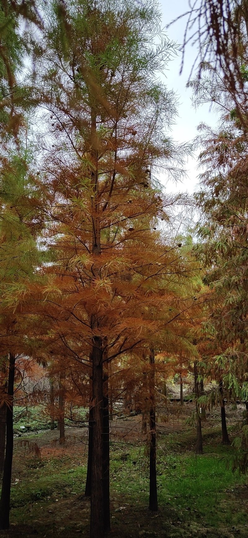 绿化苗池杉，落羽杉中山杉（基地直供各种规格都有）