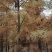 绿化苗池杉，落羽杉中山杉（基地直供各种规格都有）