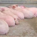 母猪价格、产崽多、发情早、生长快、全国发货