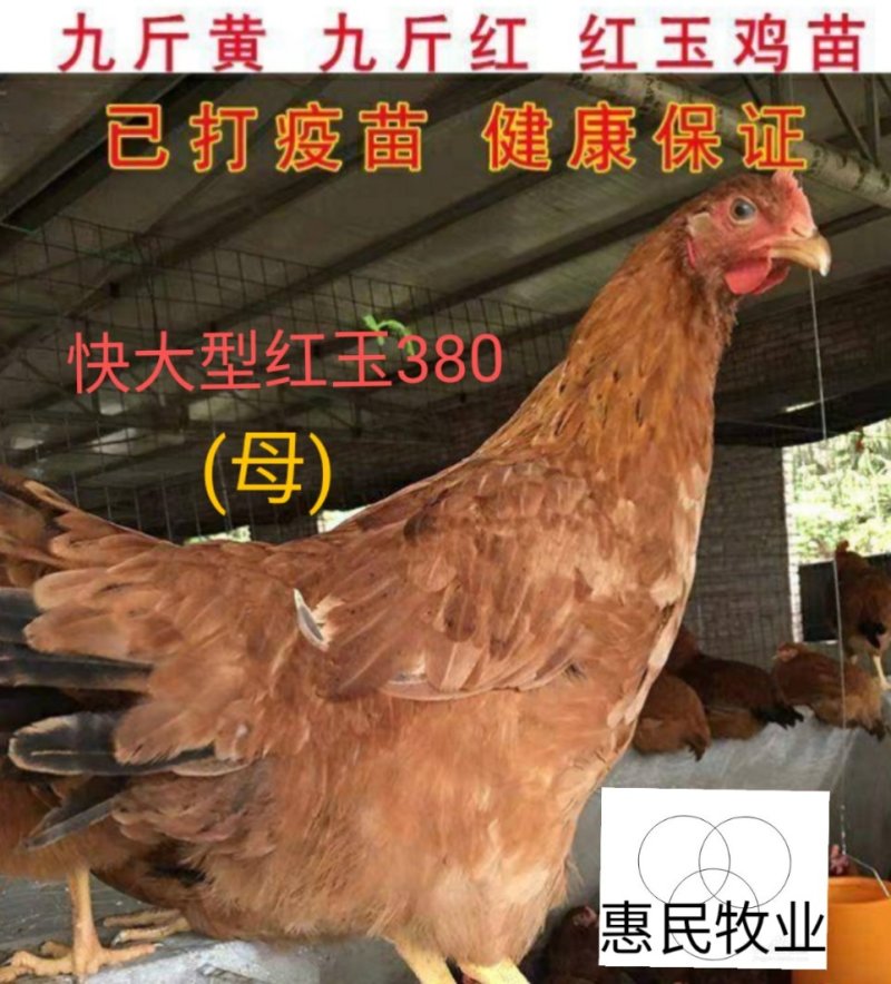 九斤黄(肉鸡苗玉土380鸡苗)出壳注射疫苗，全国发货