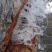 天然无污染缅甸特级拉丝雪燕大货批发