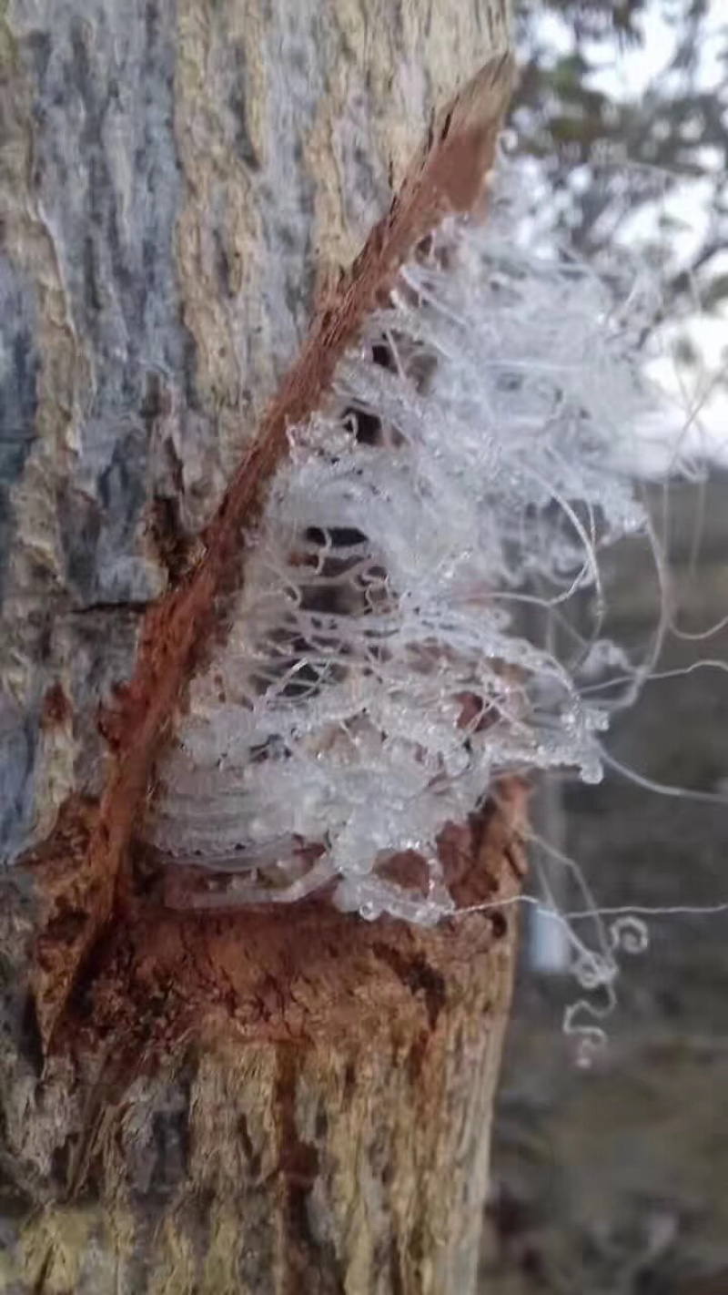 天然无污染缅甸特级拉丝雪燕大货批发