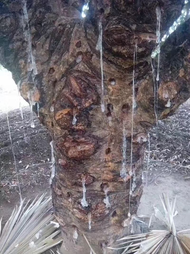 天然无污染缅甸特级拉丝雪燕大货批发