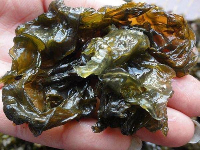 野生高原干地皮菜，包邮