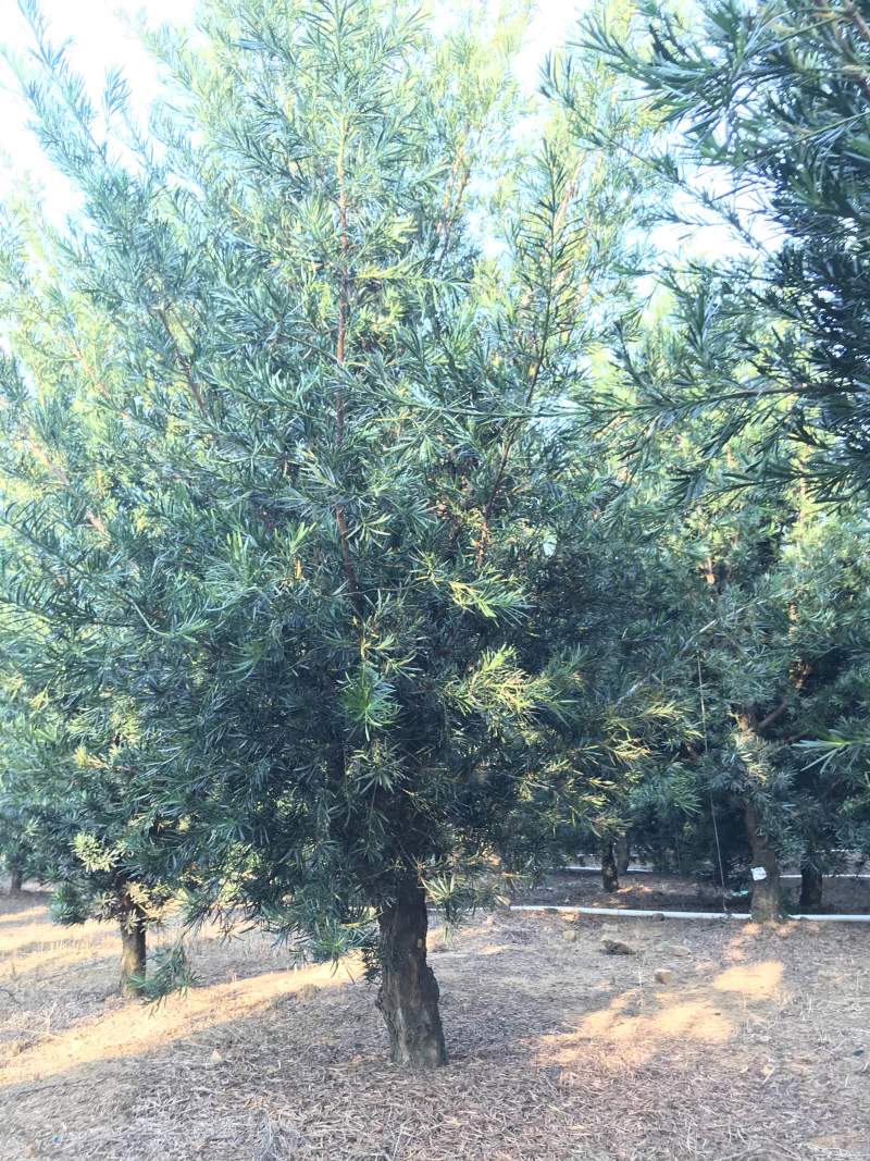 罗汉松风景优美，可种植院子阳台盆景