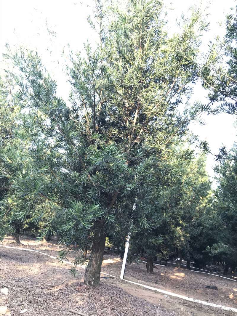 罗汉松风景优美，可种植院子阳台盆景