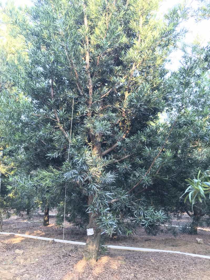 罗汉松风景优美，可种植院子阳台盆景