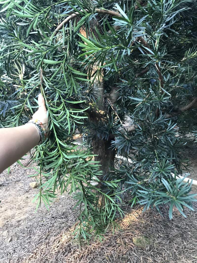 罗汉松风景优美，可种植院子阳台盆景