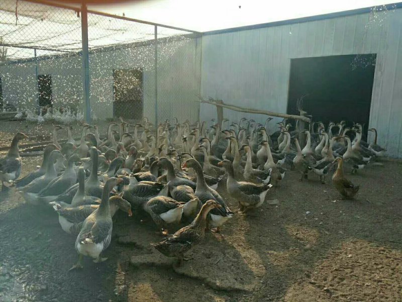 草原雁鹅现购现宰净重6至8斤牧场直供两只起拍