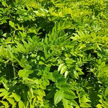 海南黄花梨树，降香黄檀，金丝楠，印度檀香，海南沉香，