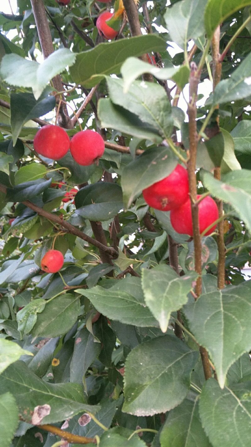 八棱海棠果(花红，贵人果，富贵果，海棠果)