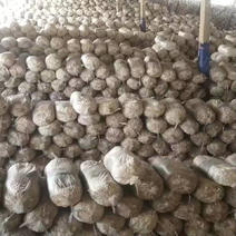 平菇菌袋六斤袋出三斤菇，菌种，菌棒，厂家直销，量大从优