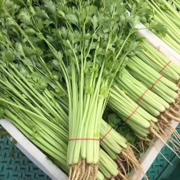 【精选】法国皇后西芹种子100克香芹种子小芹菜种子