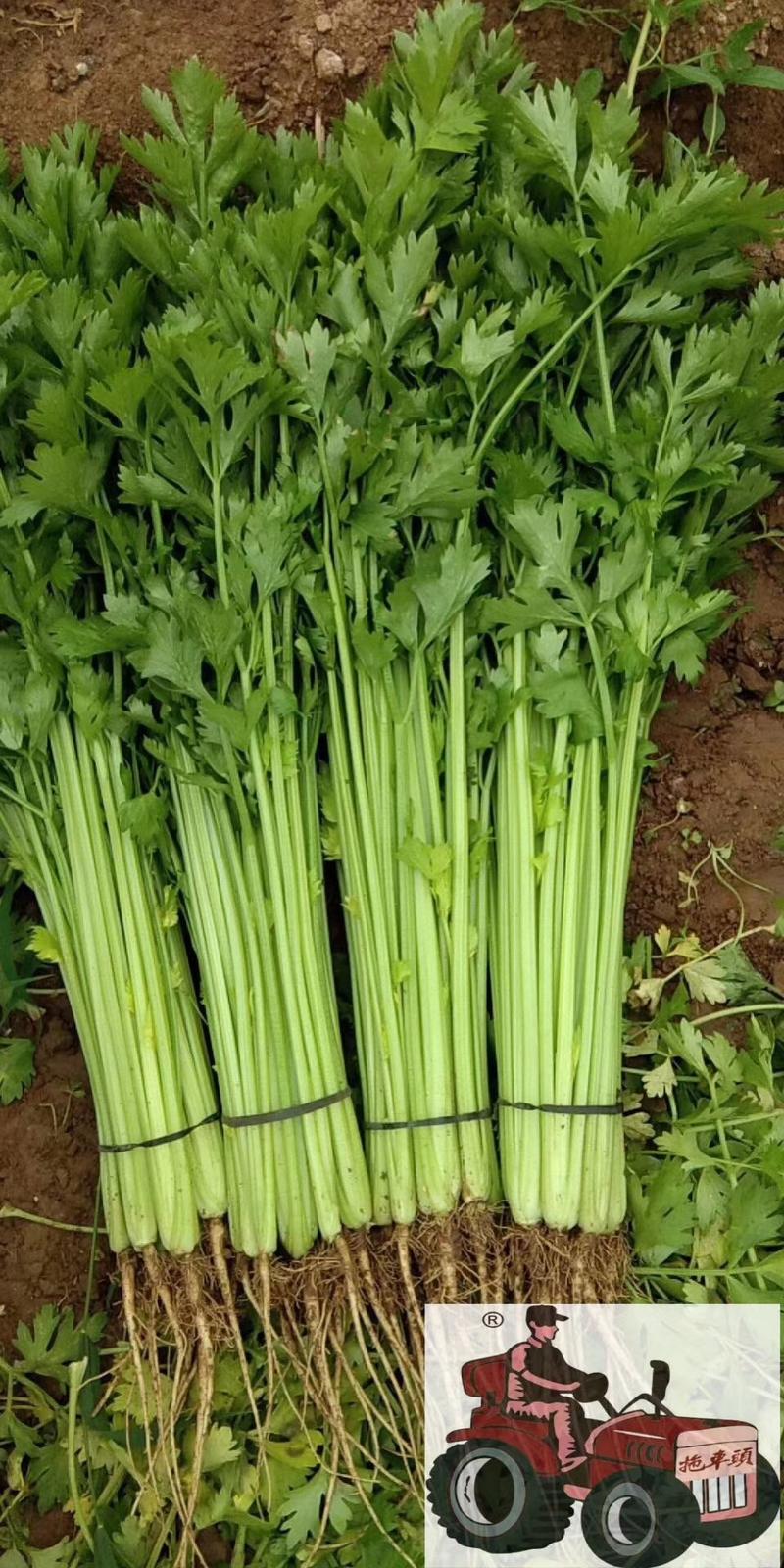 【精选】法国皇后西芹种子100克香芹种子小芹菜种子