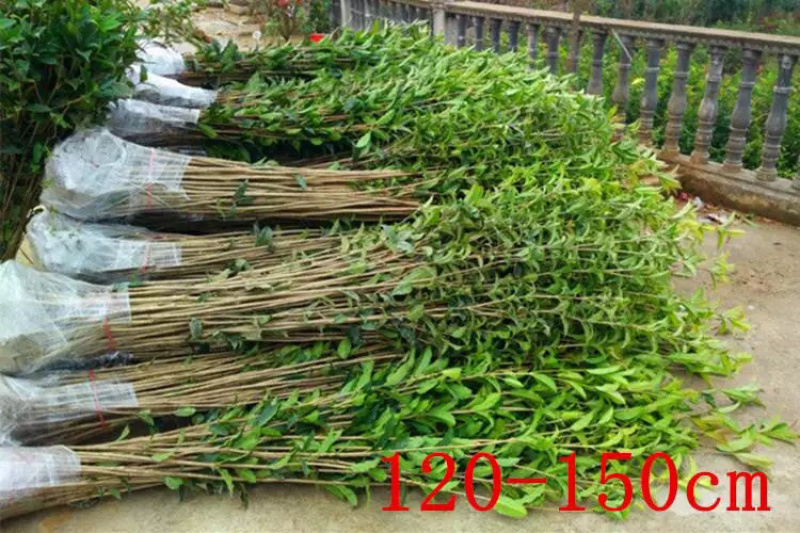 桂花小苗金桂八月桂10cm-2米桂花树苗桂花苗
