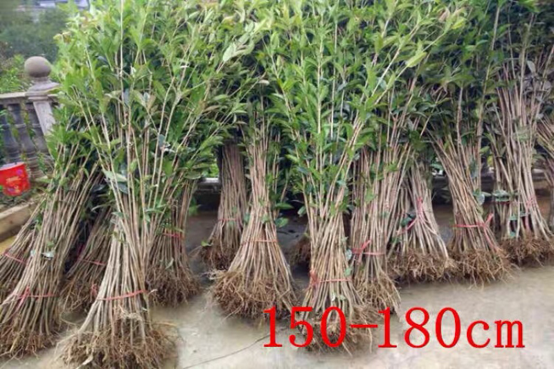 桂花小苗金桂八月桂10cm-2米桂花树苗桂花苗