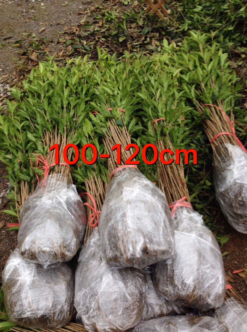 桂花小苗金桂八月桂10cm-2米桂花树苗桂花苗