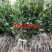 桂花小苗金桂八月桂10cm-2米桂花树苗桂花苗