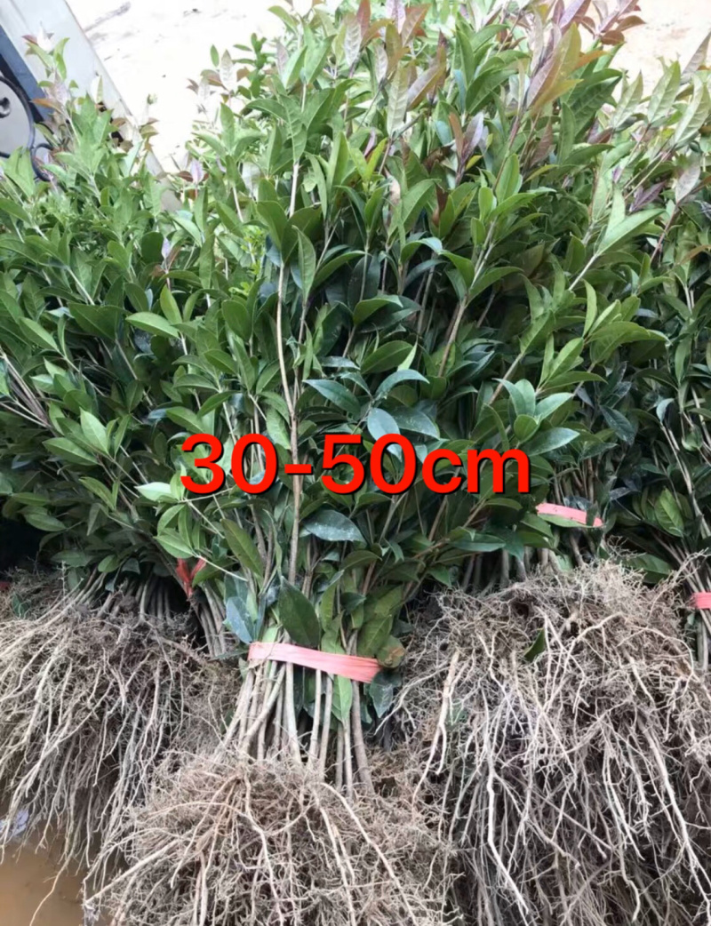 桂花小苗金桂八月桂10cm-2米桂花树苗桂花苗