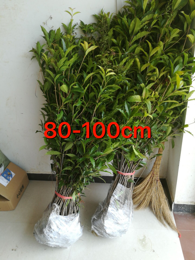 桂花小苗金桂八月桂10cm-2米桂花树苗桂花苗