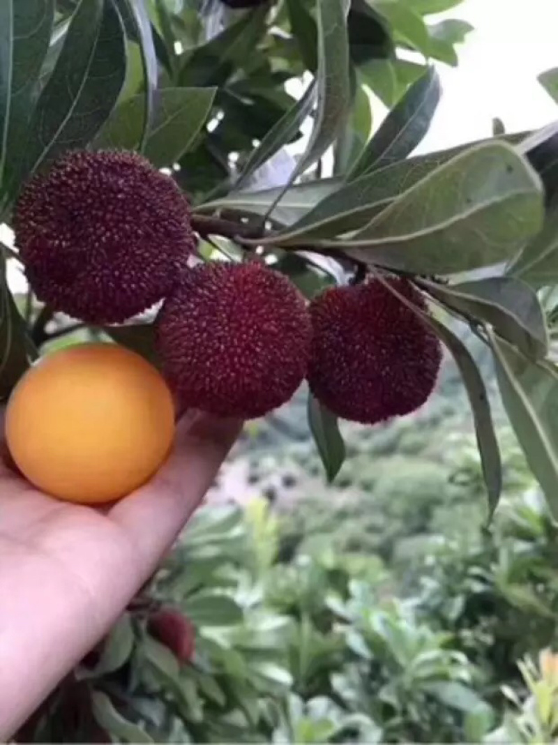 高山荸荠杨梅黑炭杨梅东魁杨梅白杨梅