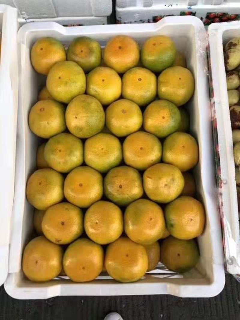 优质精品蜜橘产地大量供货，质优价廉。诚信代办！