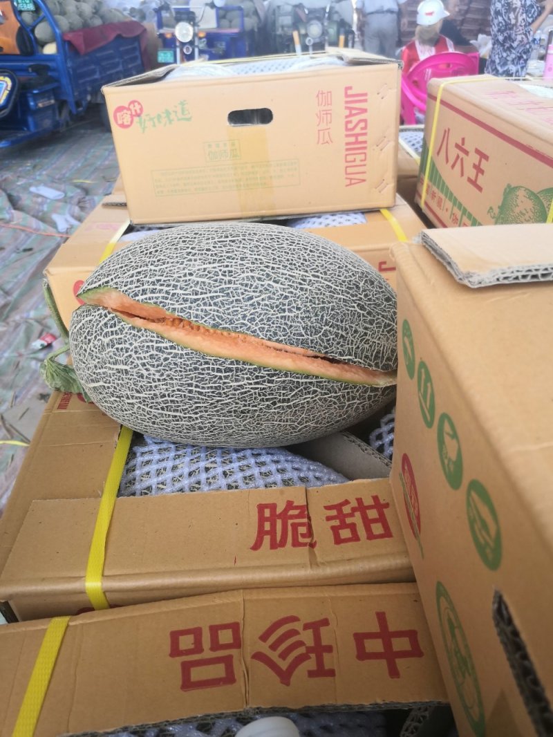 新疆伽师瓜/伽师县哈密瓜/伽师一号二号
