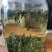 19年新茶枸杞芽茶宁夏特产芽菜嫩芽中宁枸杞叶茶叶