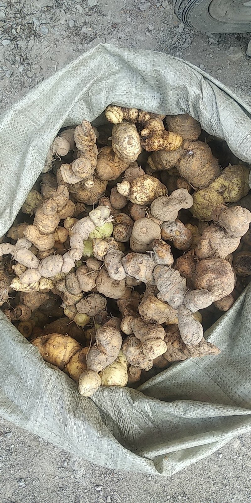 贵州铜仁泡酒煲汤滋补食材生鲜姜形甜黄精干品鸡头黄精去须根