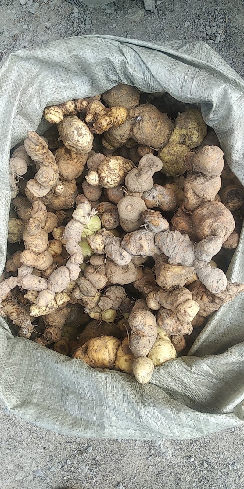 贵州铜仁泡酒煲汤滋补食材生鲜姜形甜黄精干品鸡头黄精去须根