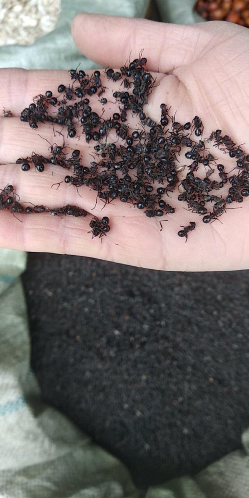 正宗贵州特产昆虫类特种养殖泡酒食用野生精品大黑蚂蚁干货