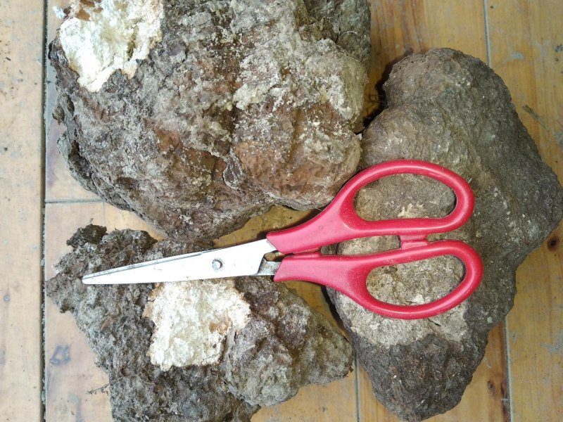 贵州菌藻类野生中药材松茯苓个干货无硫白茯苓干品非土茯苓丁