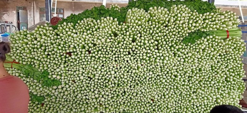 临沂沂南产地直供西芹法国皇后