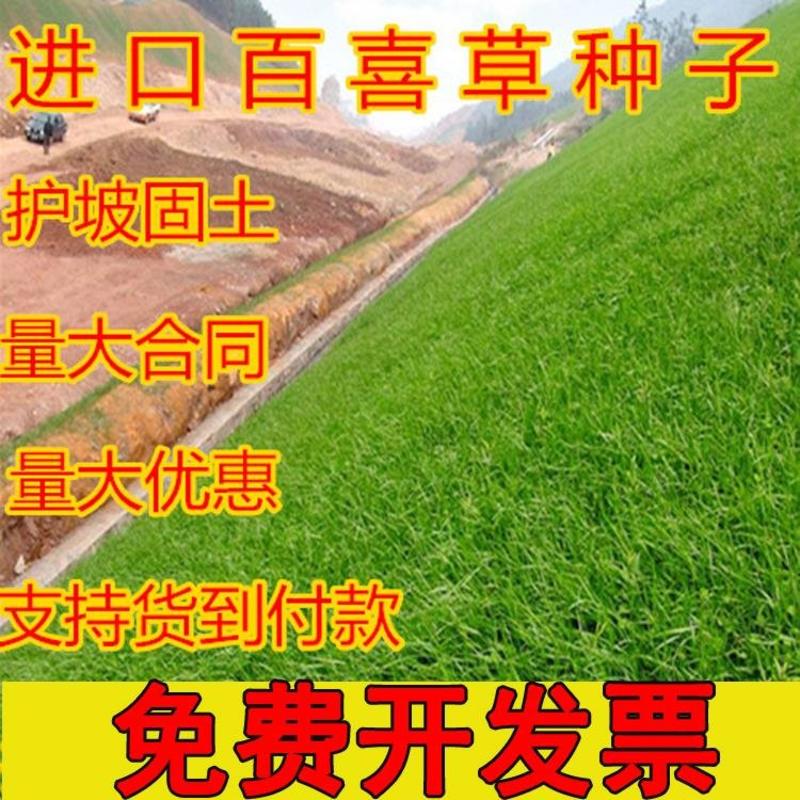 进口百喜草种子道路护坡水土保持公路堤坝工程绿化种籽