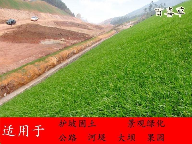 进口百喜草种子道路护坡水土保持公路堤坝工程绿化种籽