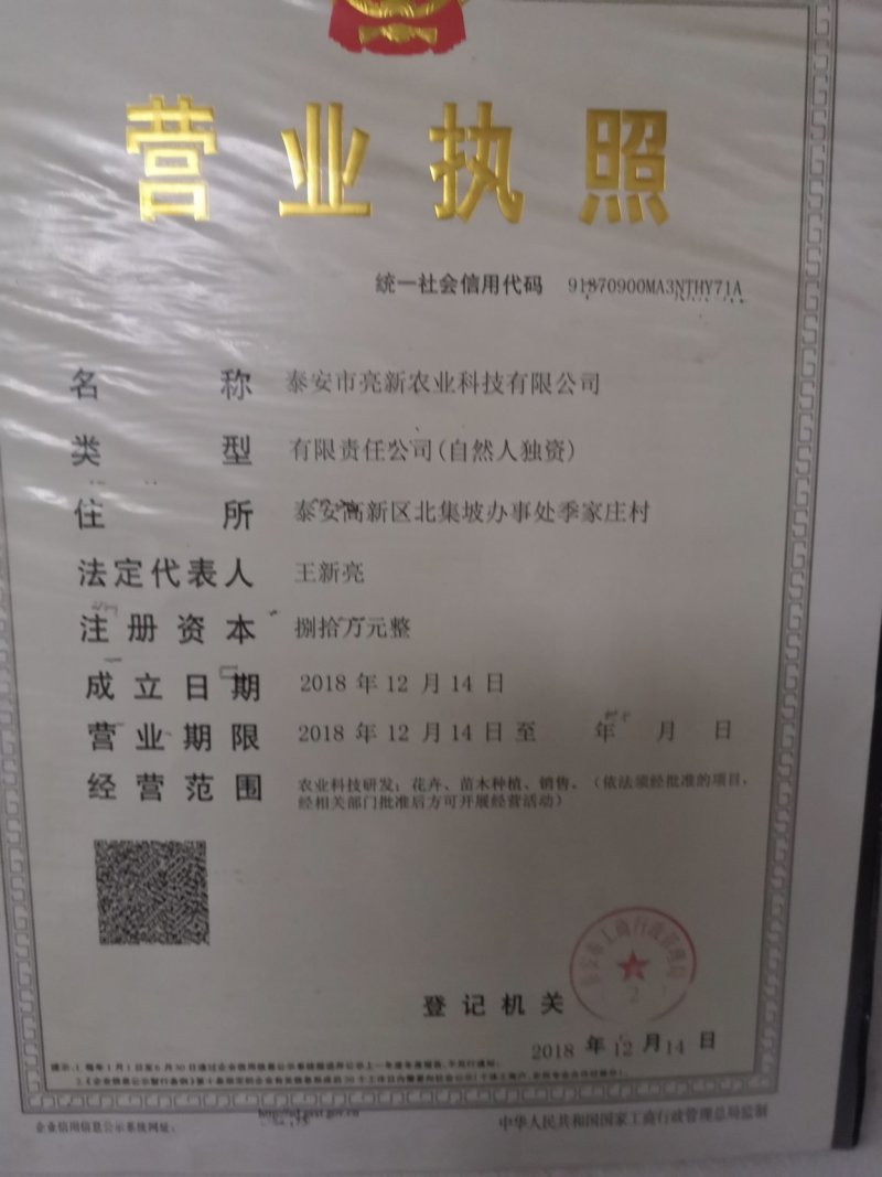 2公分3公分4公分鸡心果树苗价格可做盆景树苗