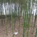 雷竹精品竹苗批发产地，海量现货，欢迎订购！！成活率高！