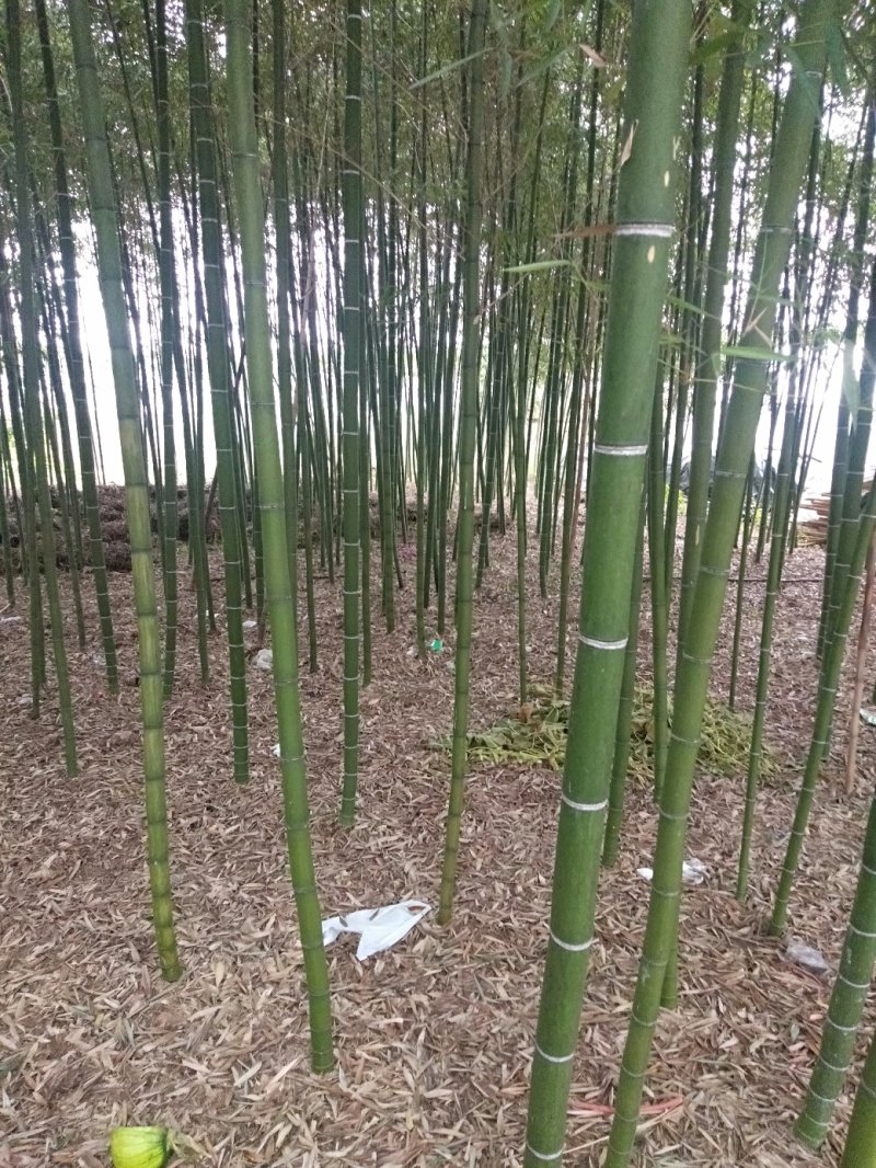 雷竹精品竹苗批发产地，海量现货，欢迎订购！！成活率高！