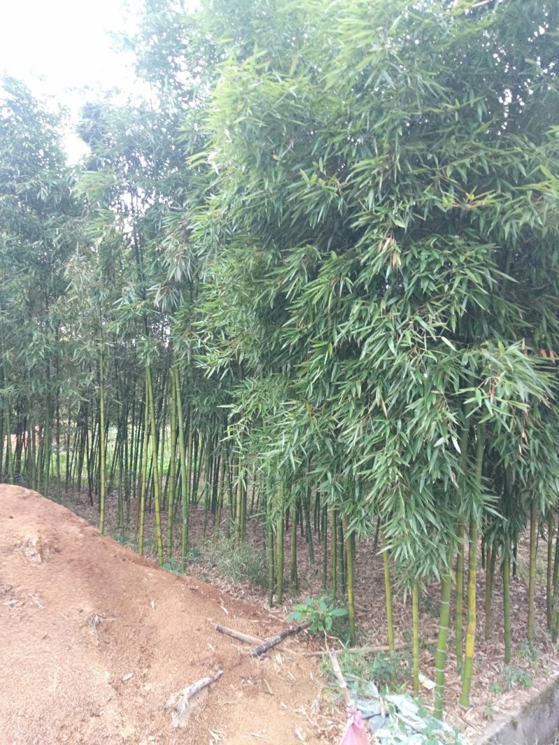 雷竹精品竹苗批发产地，海量现货，欢迎订购！！成活率高！