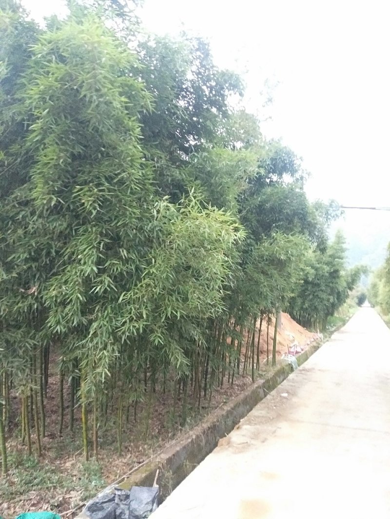 雷竹精品竹苗批发产地，海量现货，欢迎订购！！成活率高！