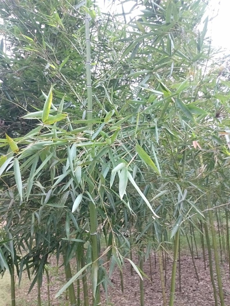 雷竹精品竹苗批发产地，海量现货，欢迎订购！！成活率高！