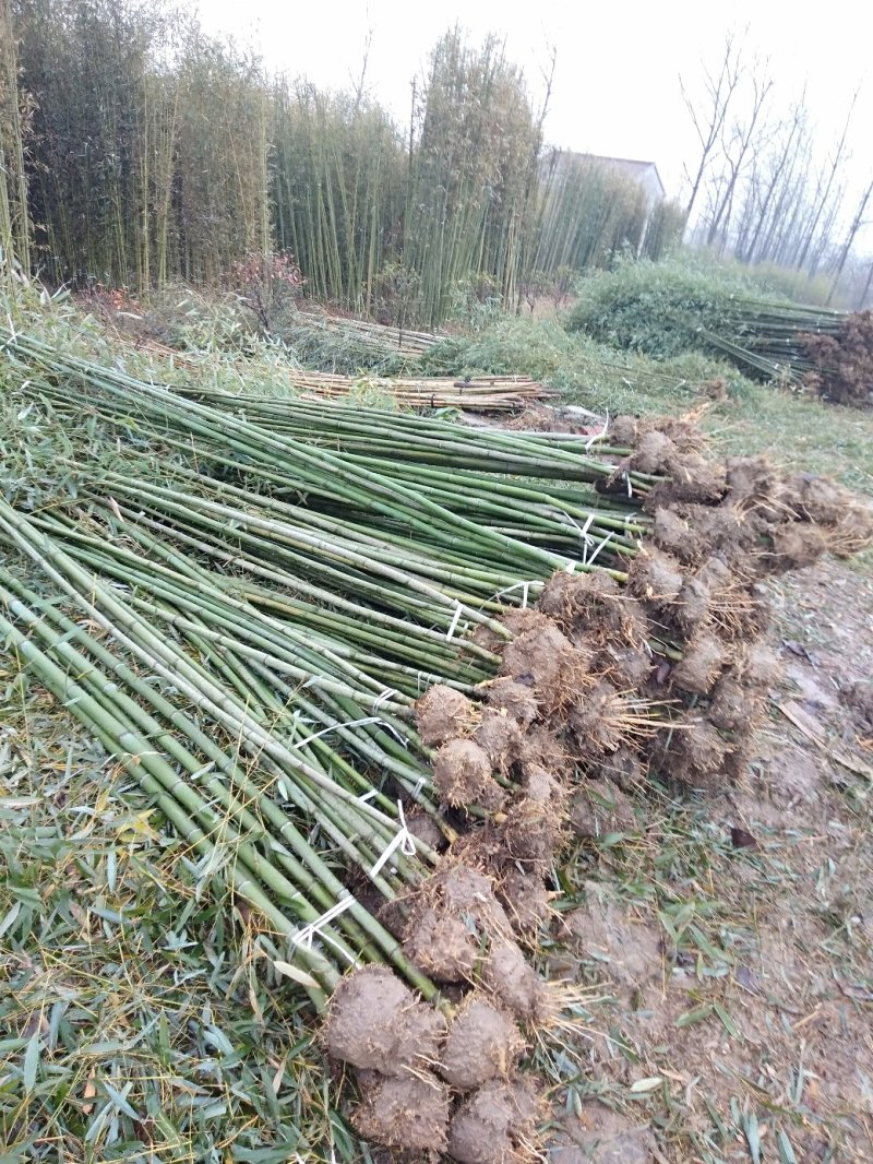 雷竹精品竹苗批发产地，海量现货，欢迎订购！！成活率高！